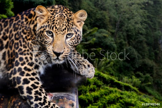 Bild på Leopard in nature